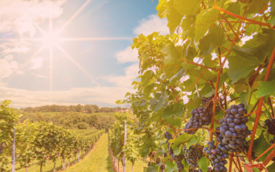 10 Best Vineyards to Visit in California