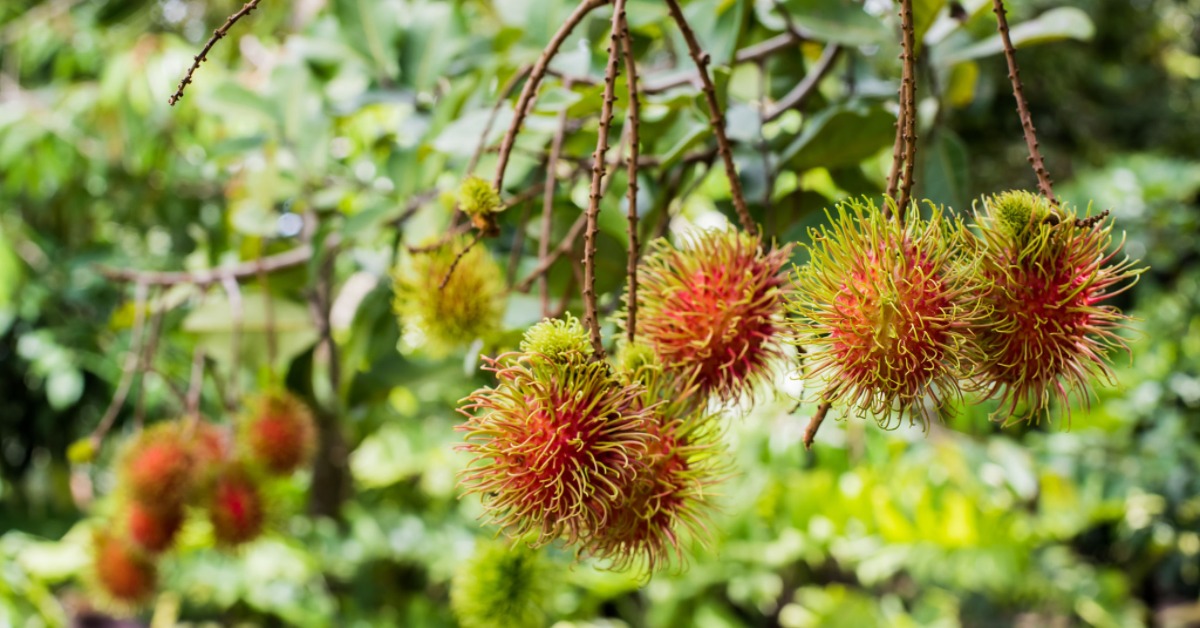 Top 10 Fruits Grown in Kerala The CountDown List