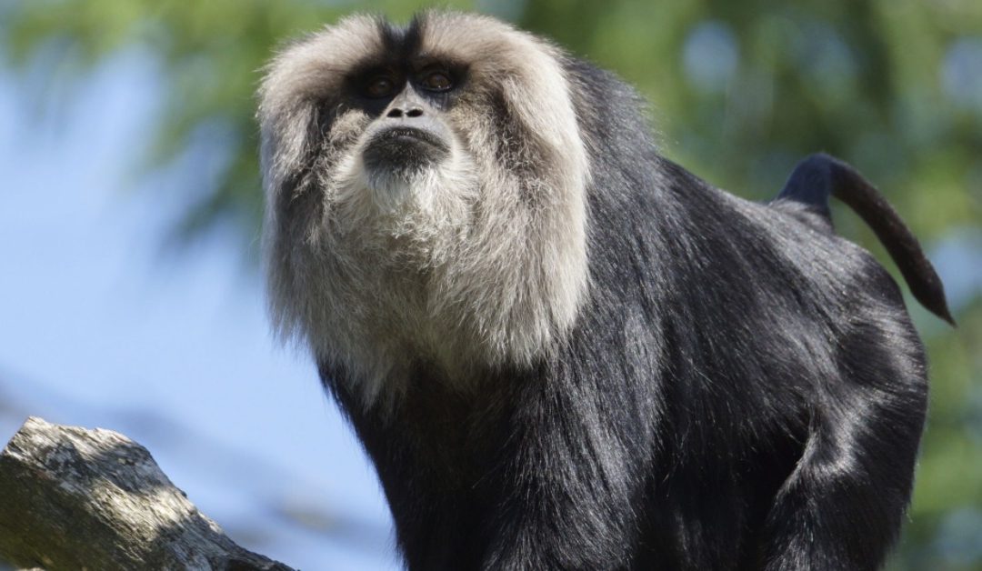 Top 10 Lion-Tailed Macaques Facts!