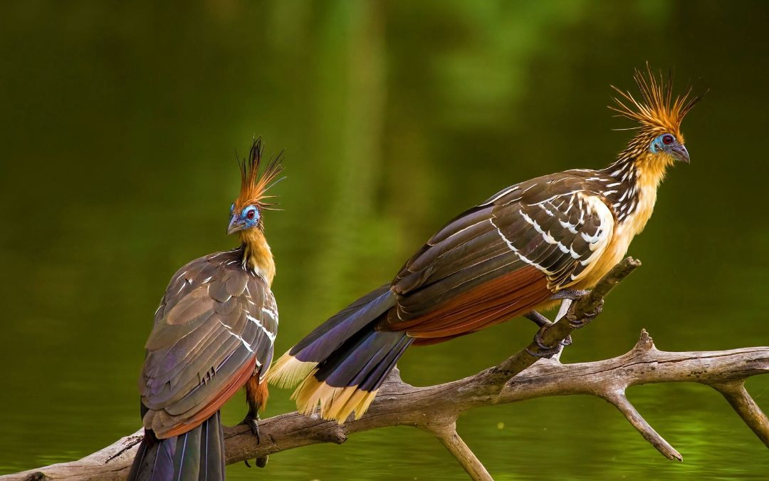 8 Birds You Will Only Find in the Amazon Rainforest