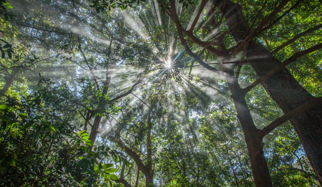 9 Most Surprising Facts about the Amazon Rainforest