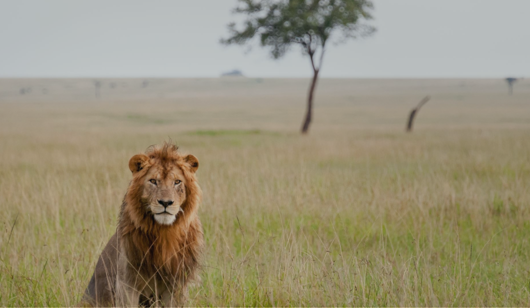 8 Asiatic Lion Facts That’ll Leave You Awestruck!