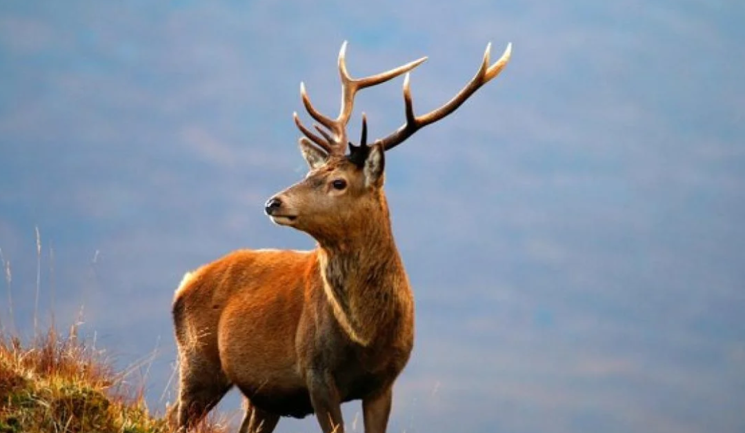 8 Kashmir Stag Facts You Couldn’t Have Known!