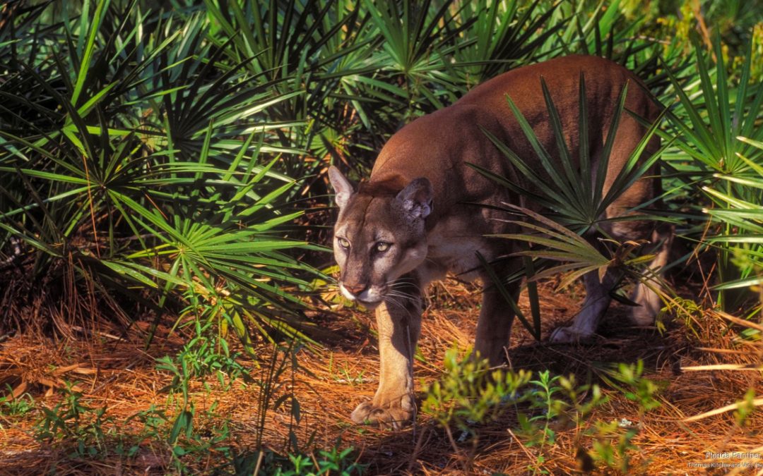Florida panther facts