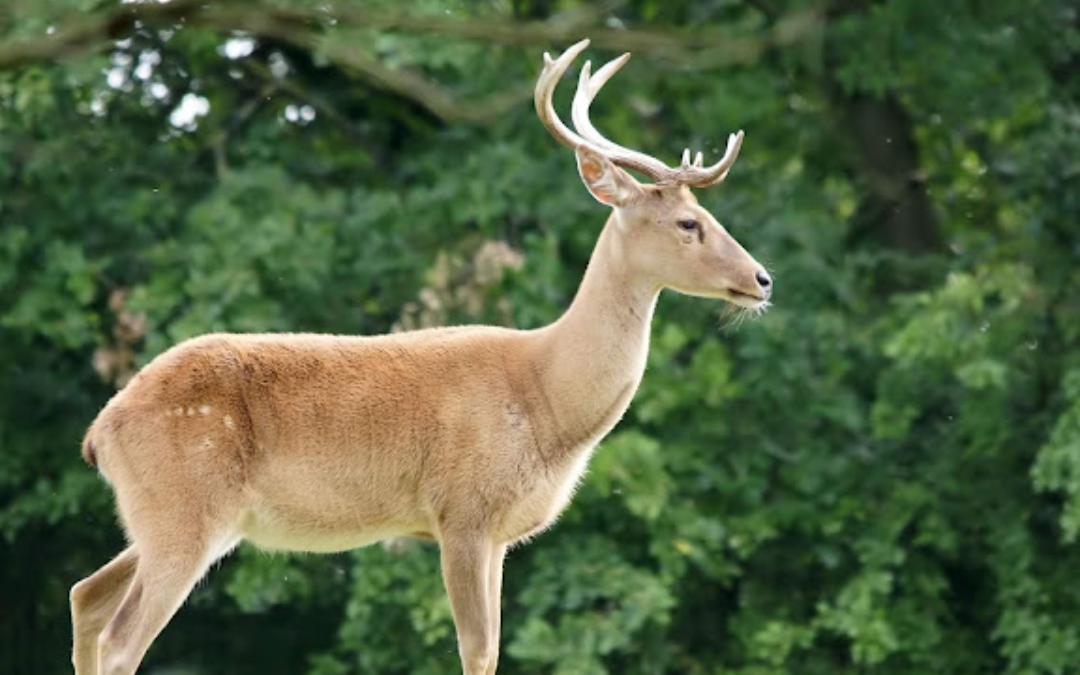 9 Surprising Facts about the Sangai Deer!
