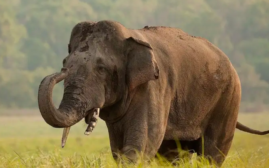 15 Extraordinary Asian Elephant Facts You Must Know!