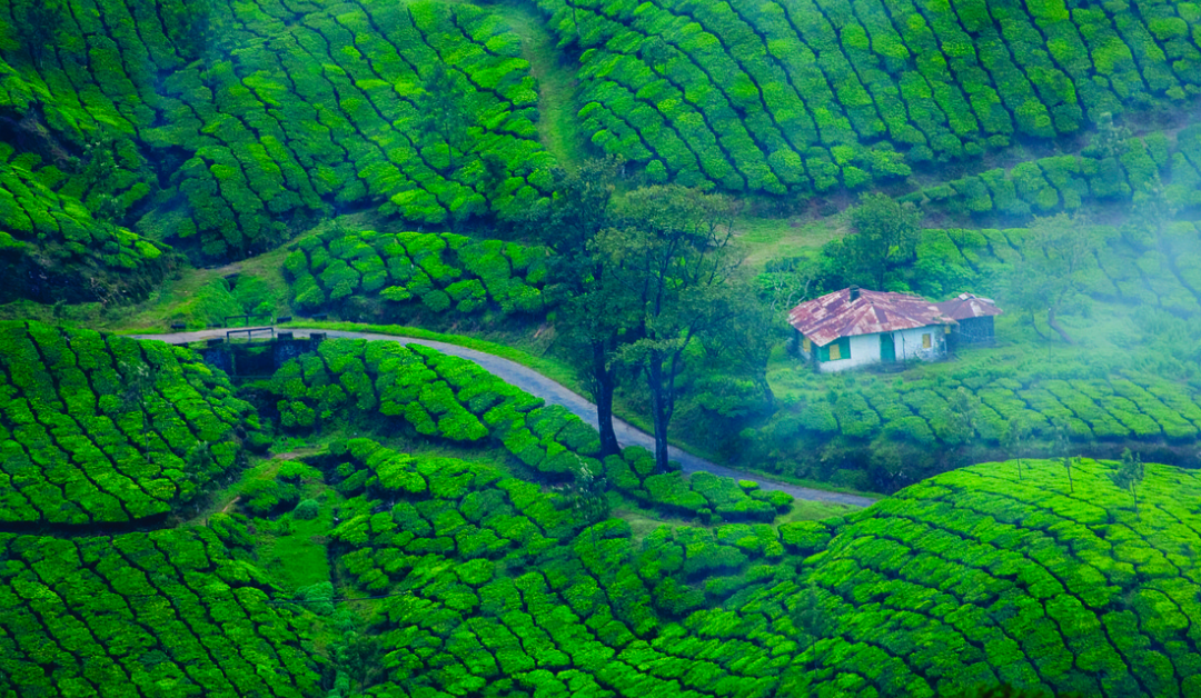 Things to do in Munnar.