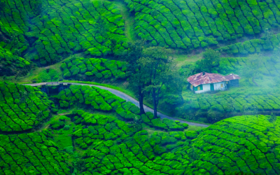 Top 5 Things To Do on Your First Trip to Munnar!