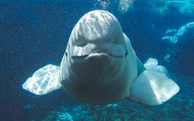 15 Jaw-dropping Facts About the Beluga Whales!