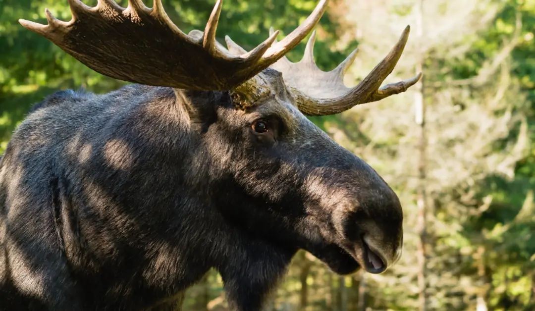 natural predators of moose